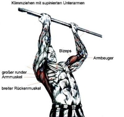 Bizeps Übung Klimmzüge mit Untergriff , Bizeps Training Bizeps Übung Klimmzüge im Untergriff als Zeichnung